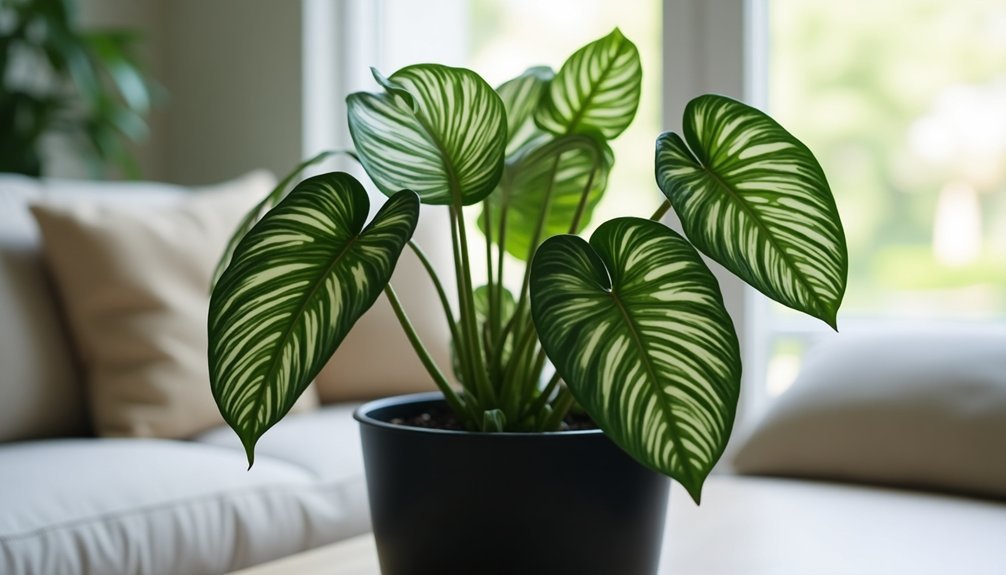 philodendron birkin indoor plant