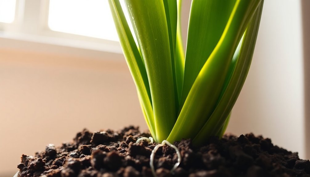 root health and absorption