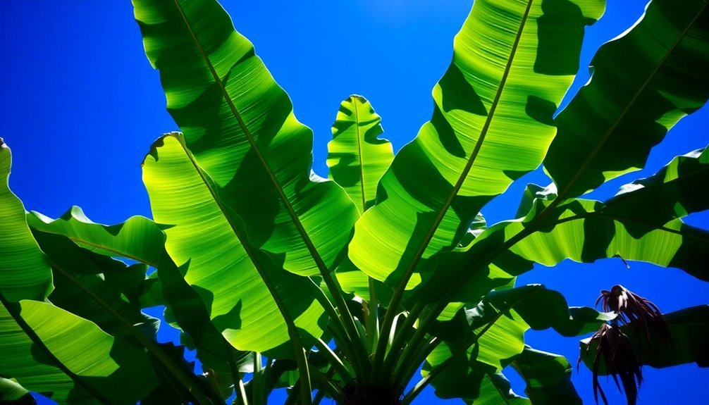 tropical air quality improvement